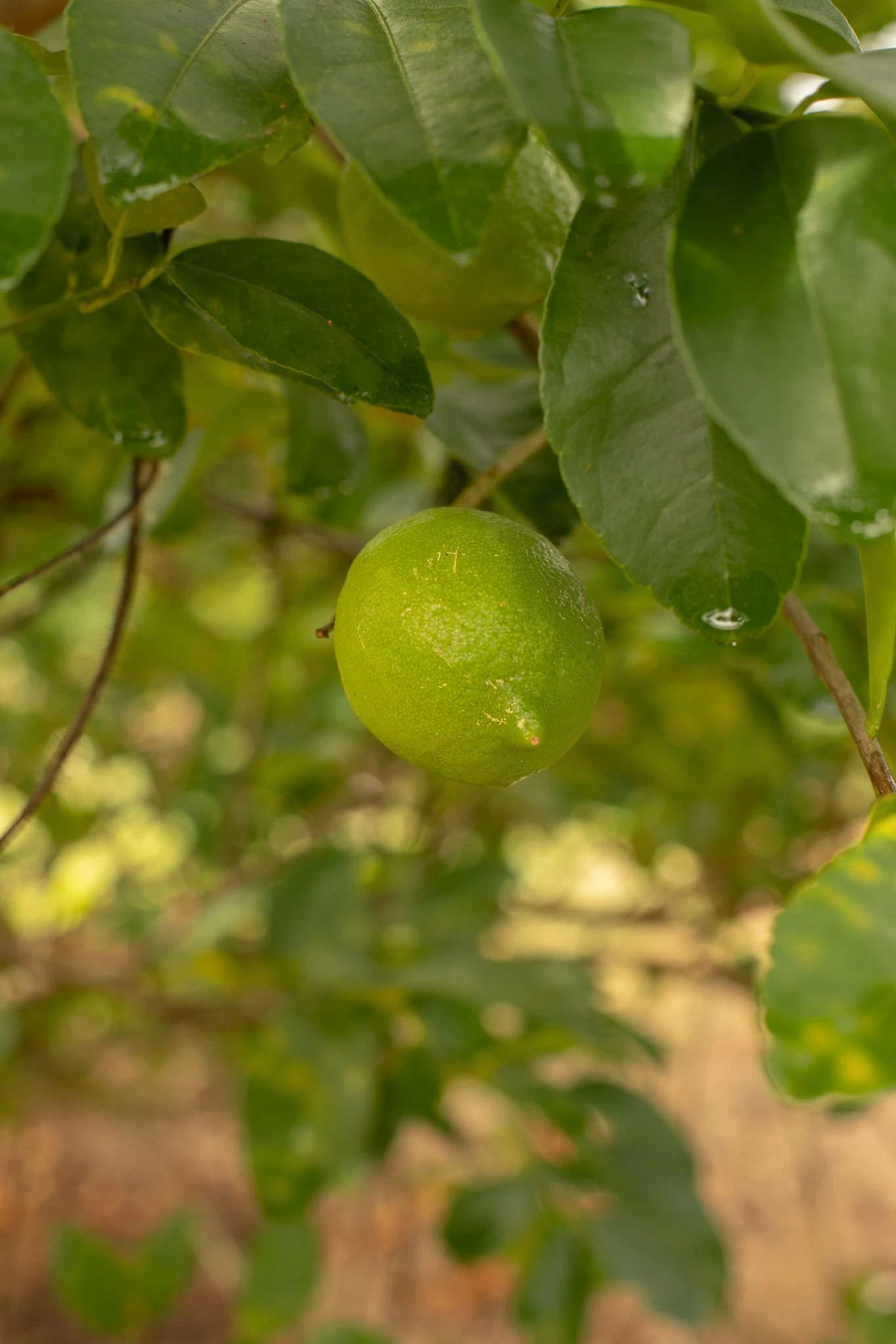 Citrus Patrimonial
